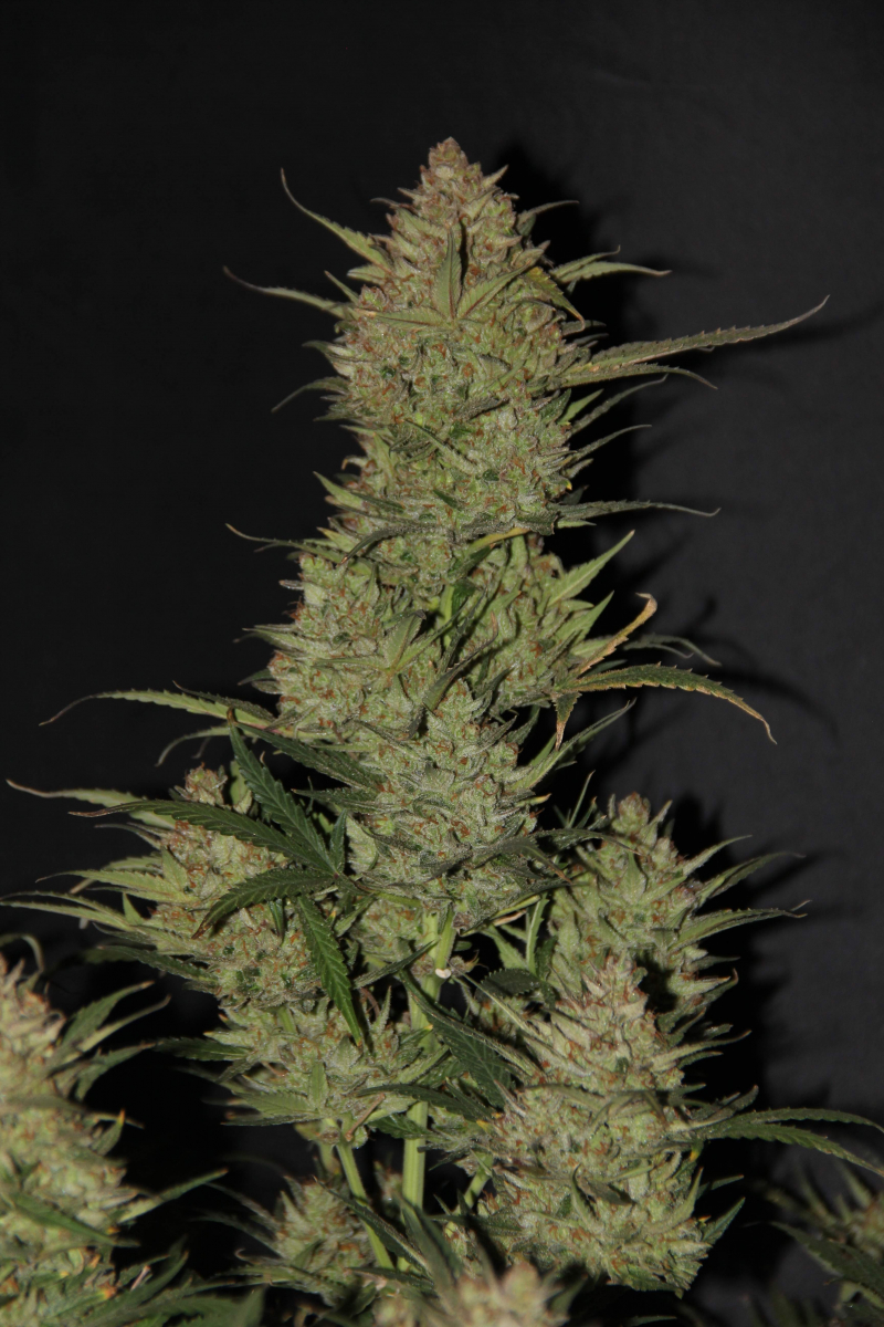 Photo of OG Kush Auto