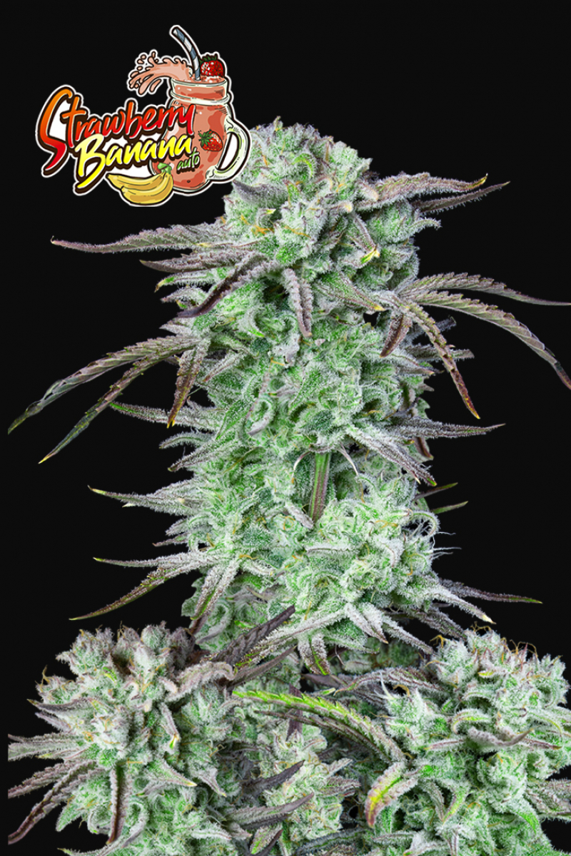 Photo of Strawberry Banana Auto