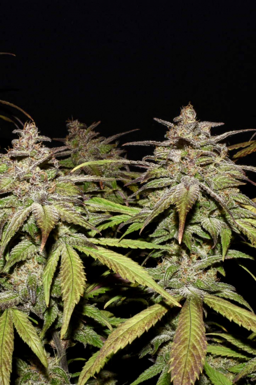 Smoothie Auto