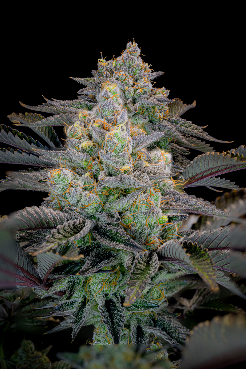 Photo of Gorilla Cookies FF