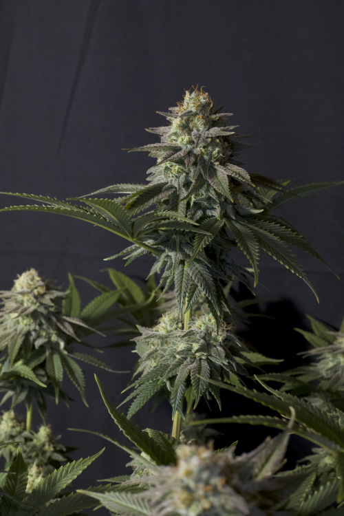 Orange Sherbet FF