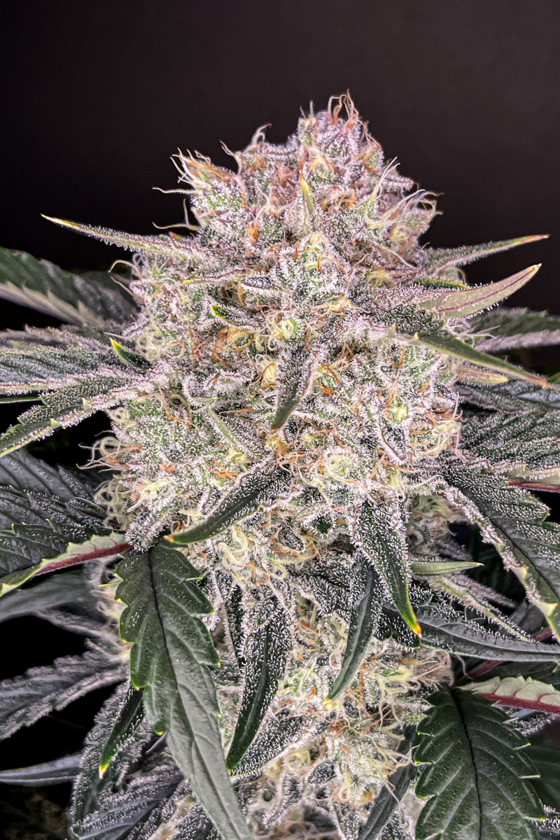 Photo of Strawberry Gorilla Auto