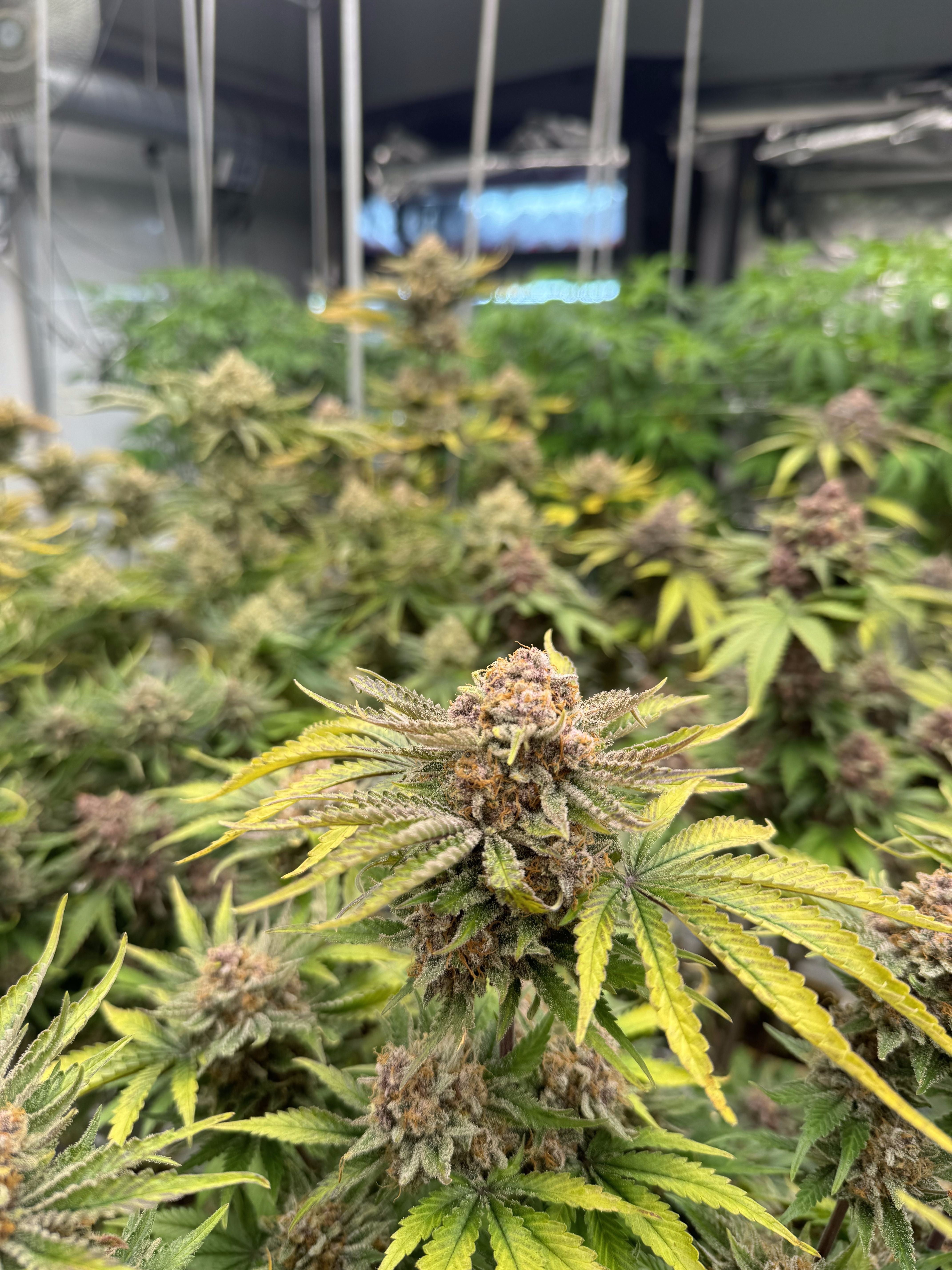 Cherry Cola Auto RF3