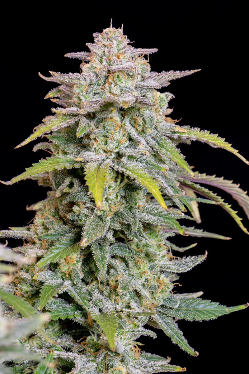 Photo of Forbidden Runtz Auto