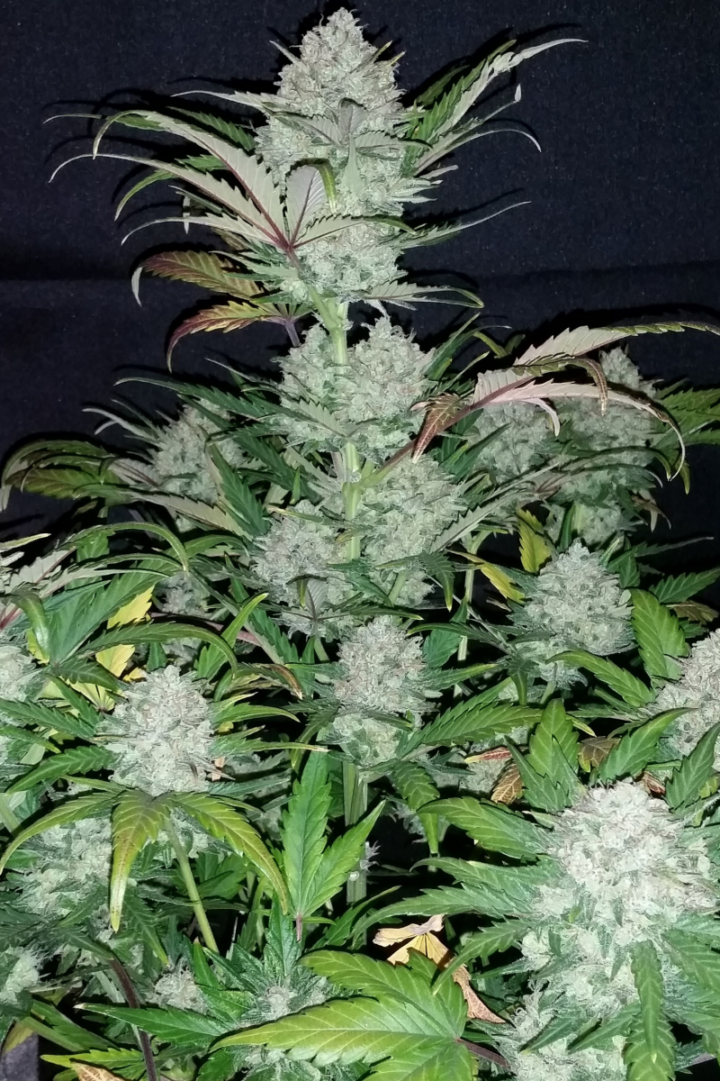 Photo of Pineapple Express Auto