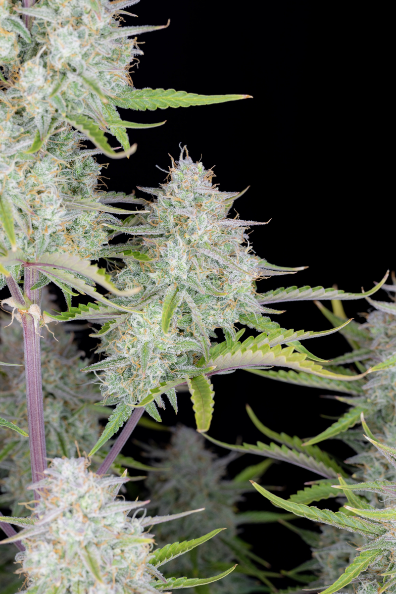 Photo of Wedding Cheesecake Auto