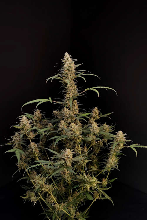 Critical Auto