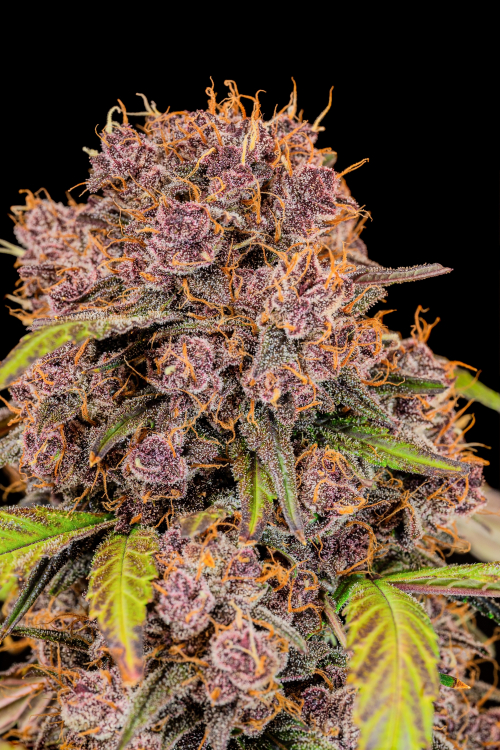 Lemon Cherry Cookies Auto