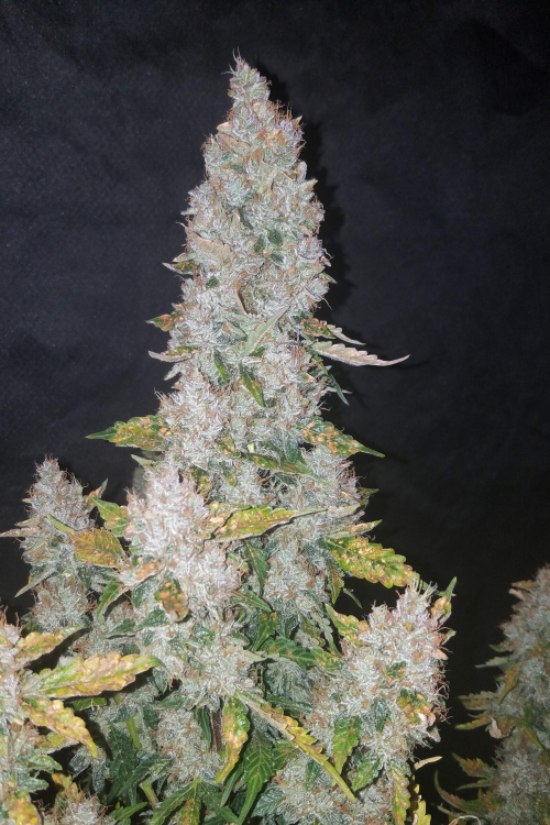 Stardawg Auto