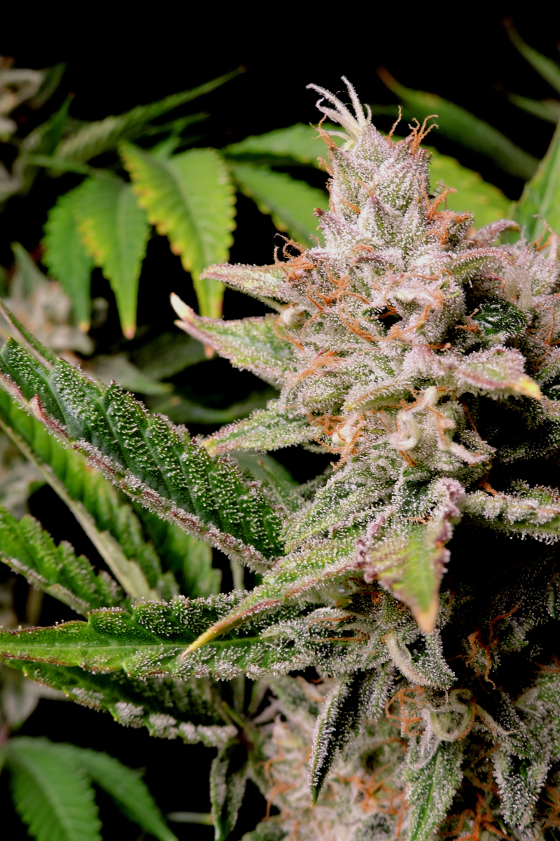 Photo of Cherry Cola Auto