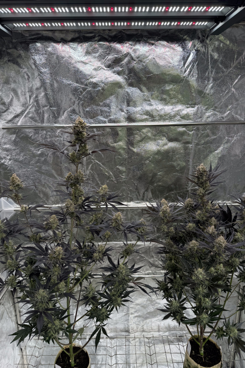 Guava Auto RF3