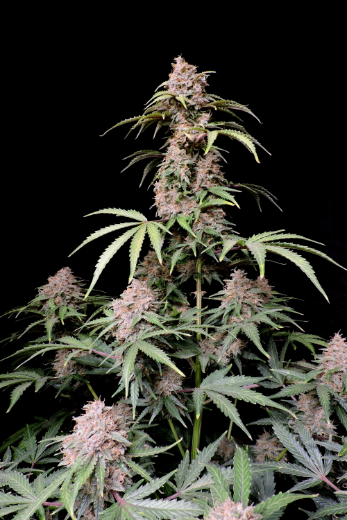 Amnesia Z Auto