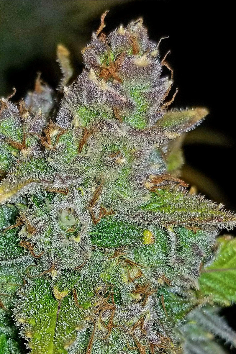 Photo of Blue Dream Auto
