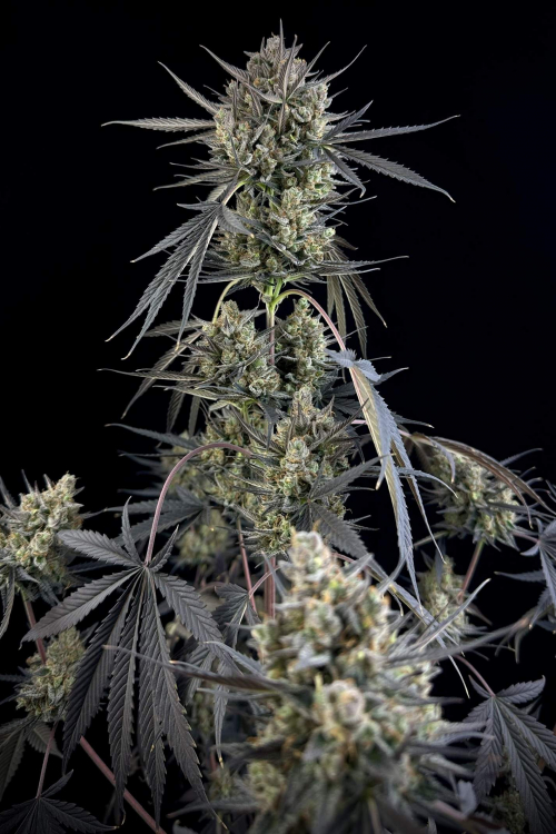 Pound Cake Auto