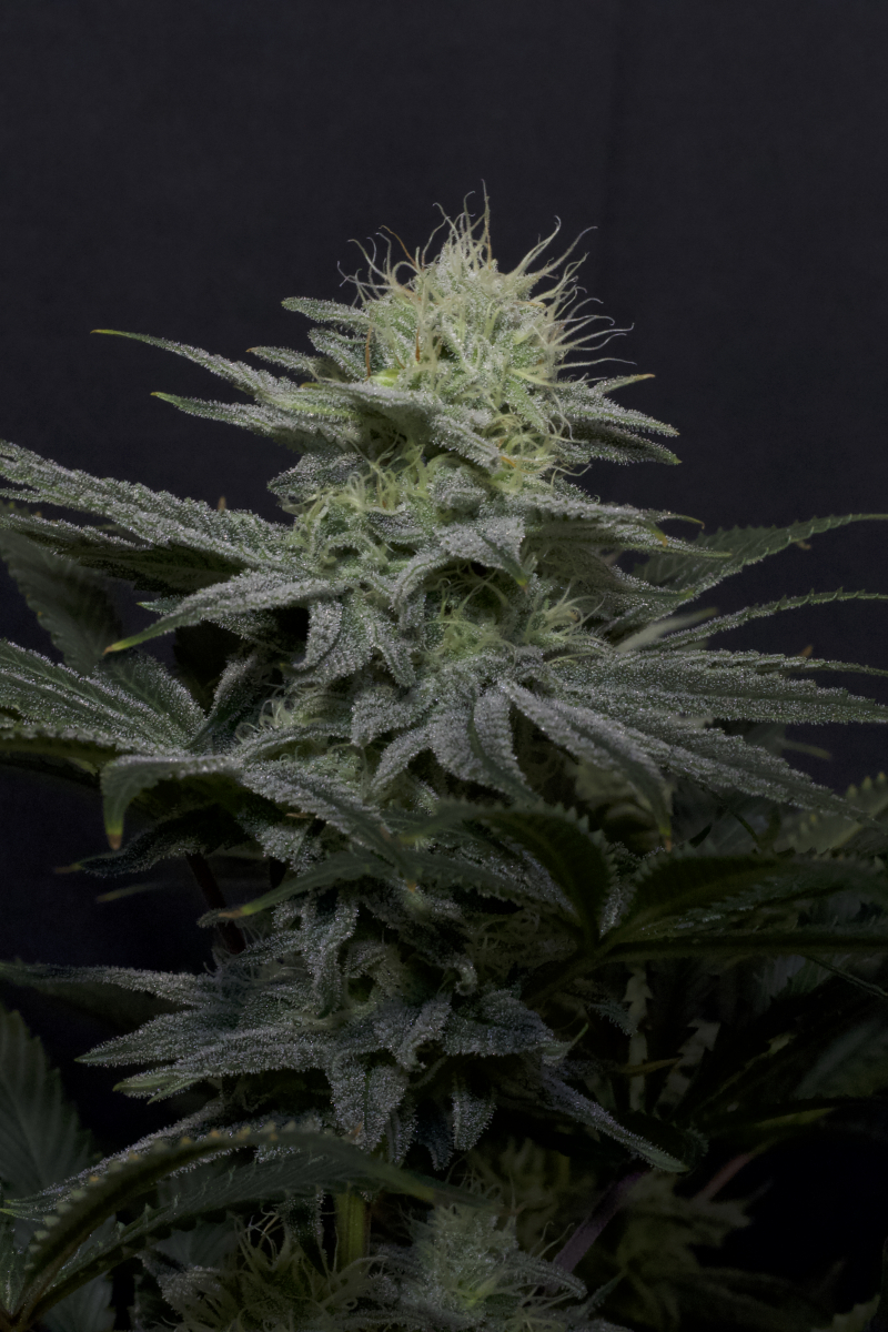 Photo of GG4 Sherbet FF