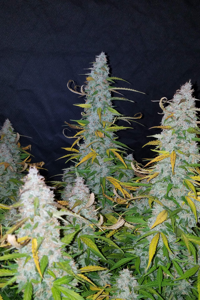 Photo of Californian Snow Auto