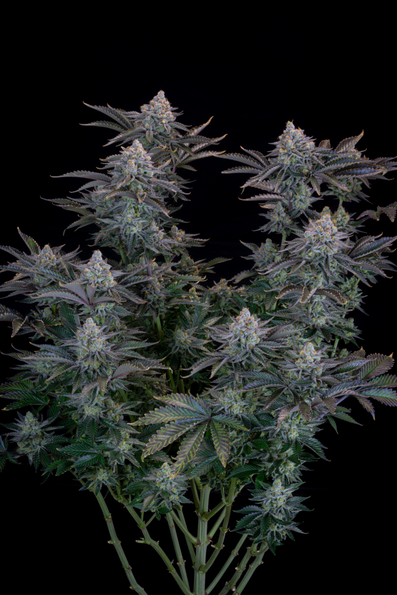 Photo of Gorilla Cookies FF