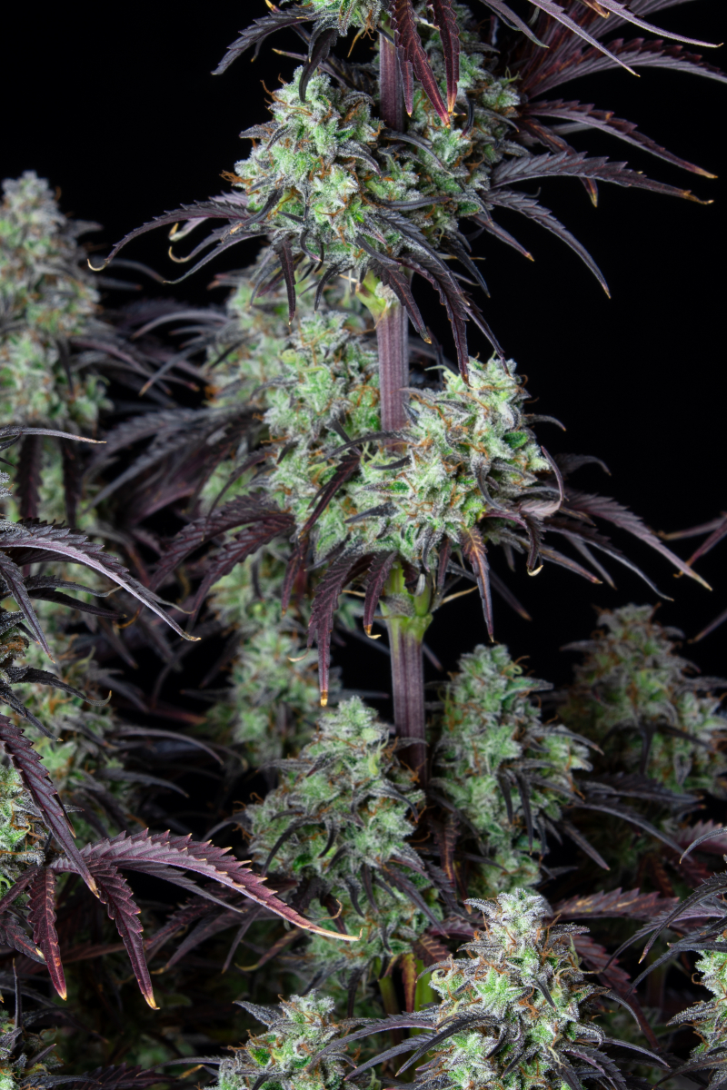 Photo of Mimosa Cake Auto