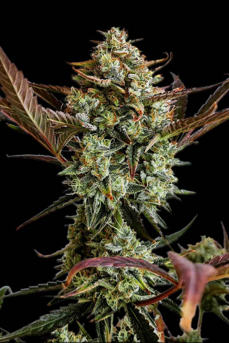 Photo of Ztrawberriez Auto