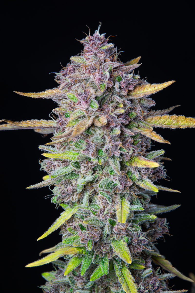 Photo of Purple Punch Auto