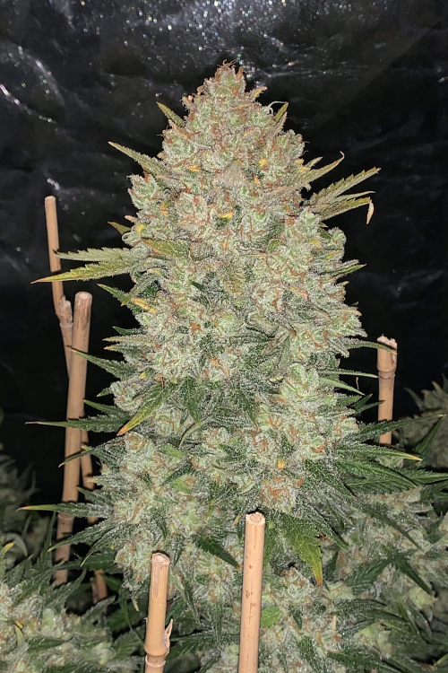 OG Kush Auto