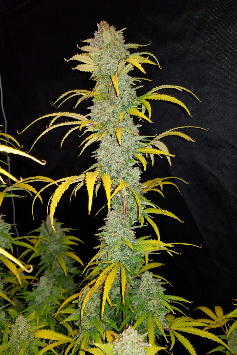 Photo of Blue Dream Auto