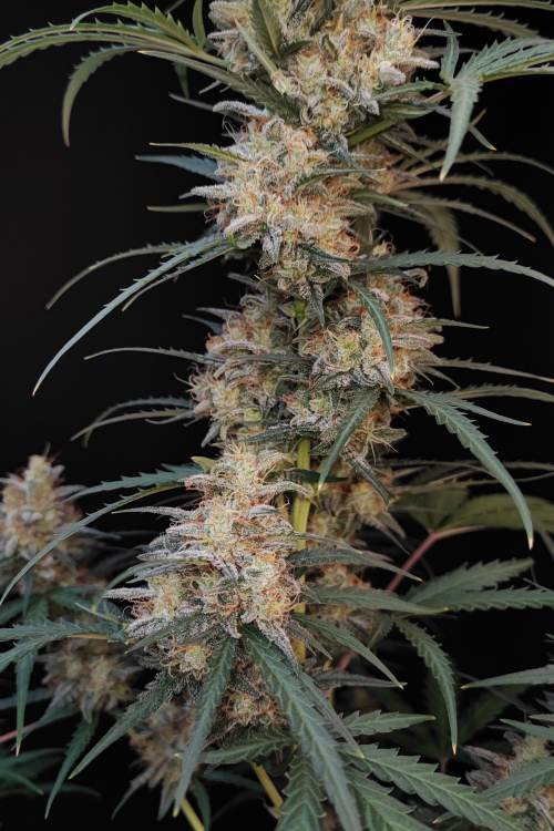 Chemdawg Auto