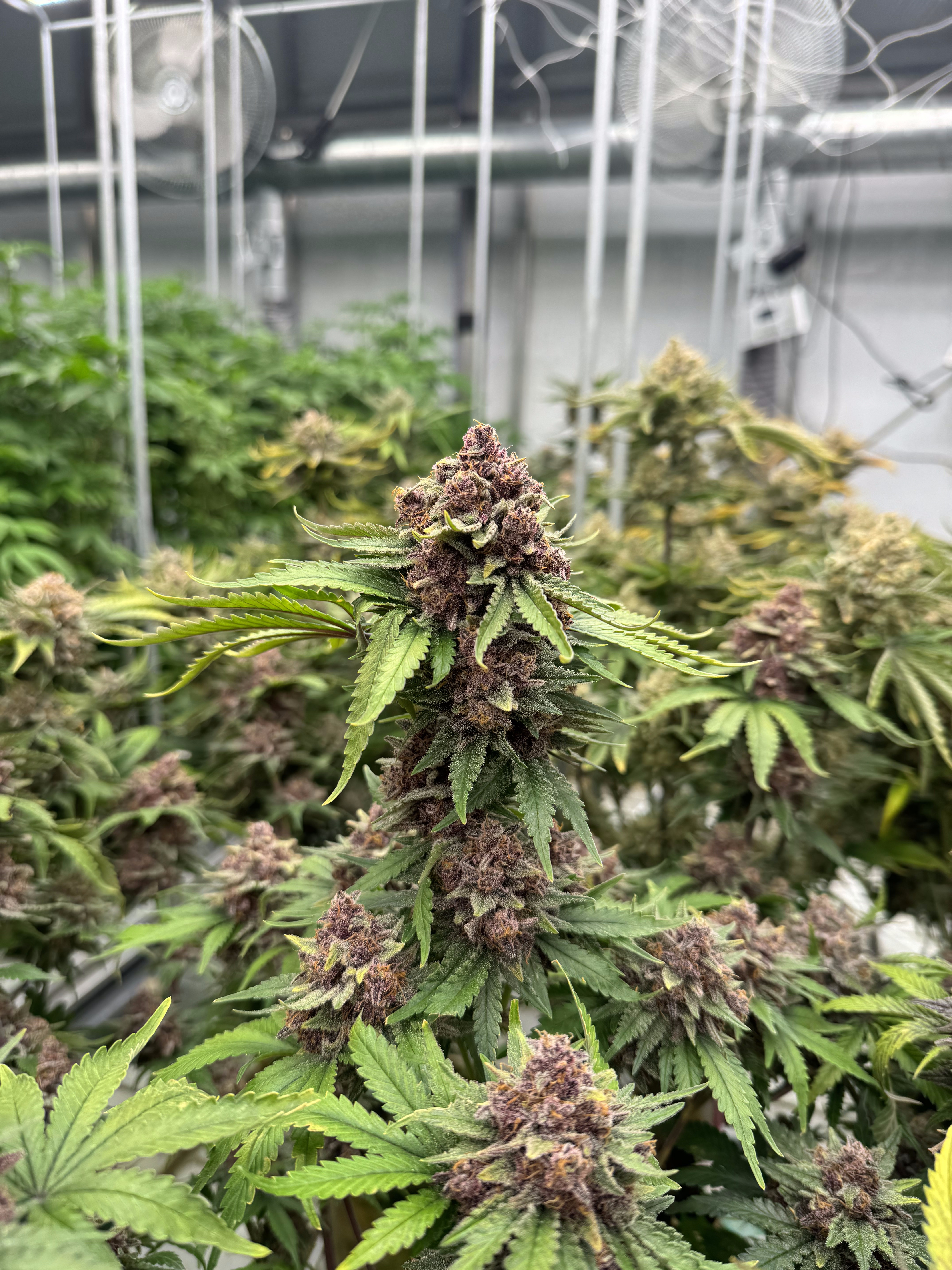 Cherry Cola Auto RF3