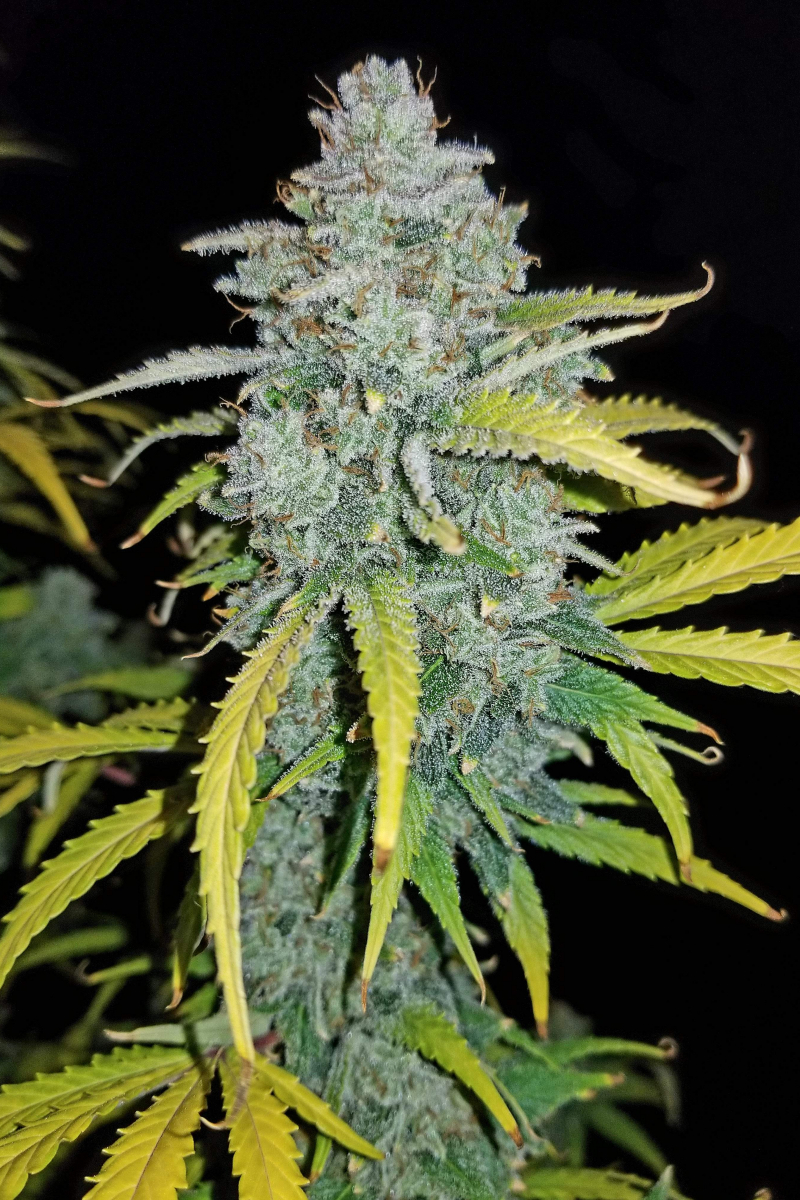 Photo of Blue Dream Auto