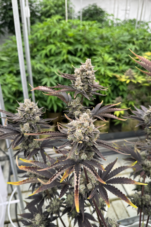 Banana Purple Punch Auto RF3