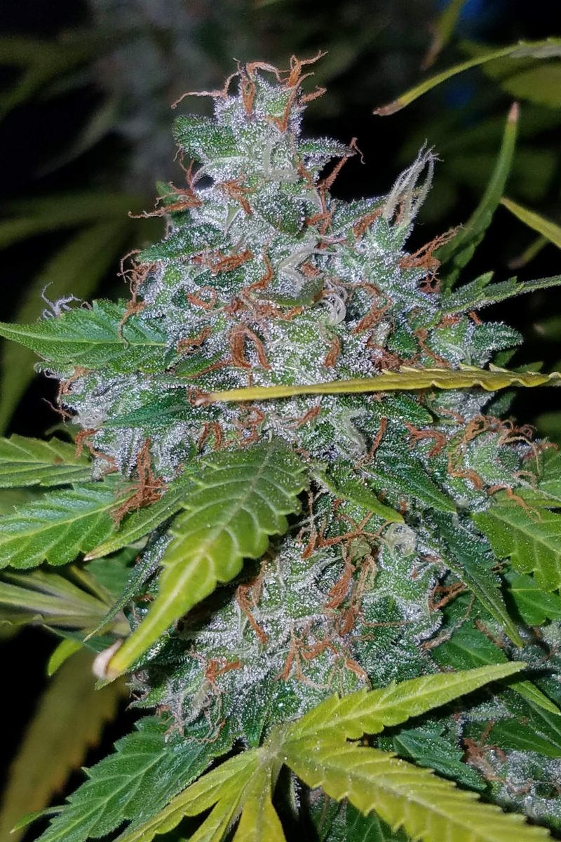 Photo of Californian Snow Auto