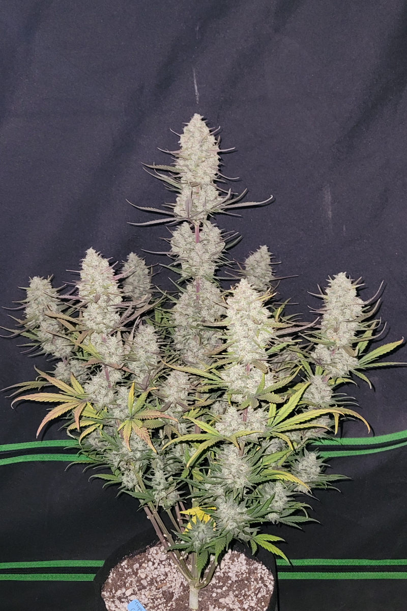 Photo of Tropicana Cookies Auto