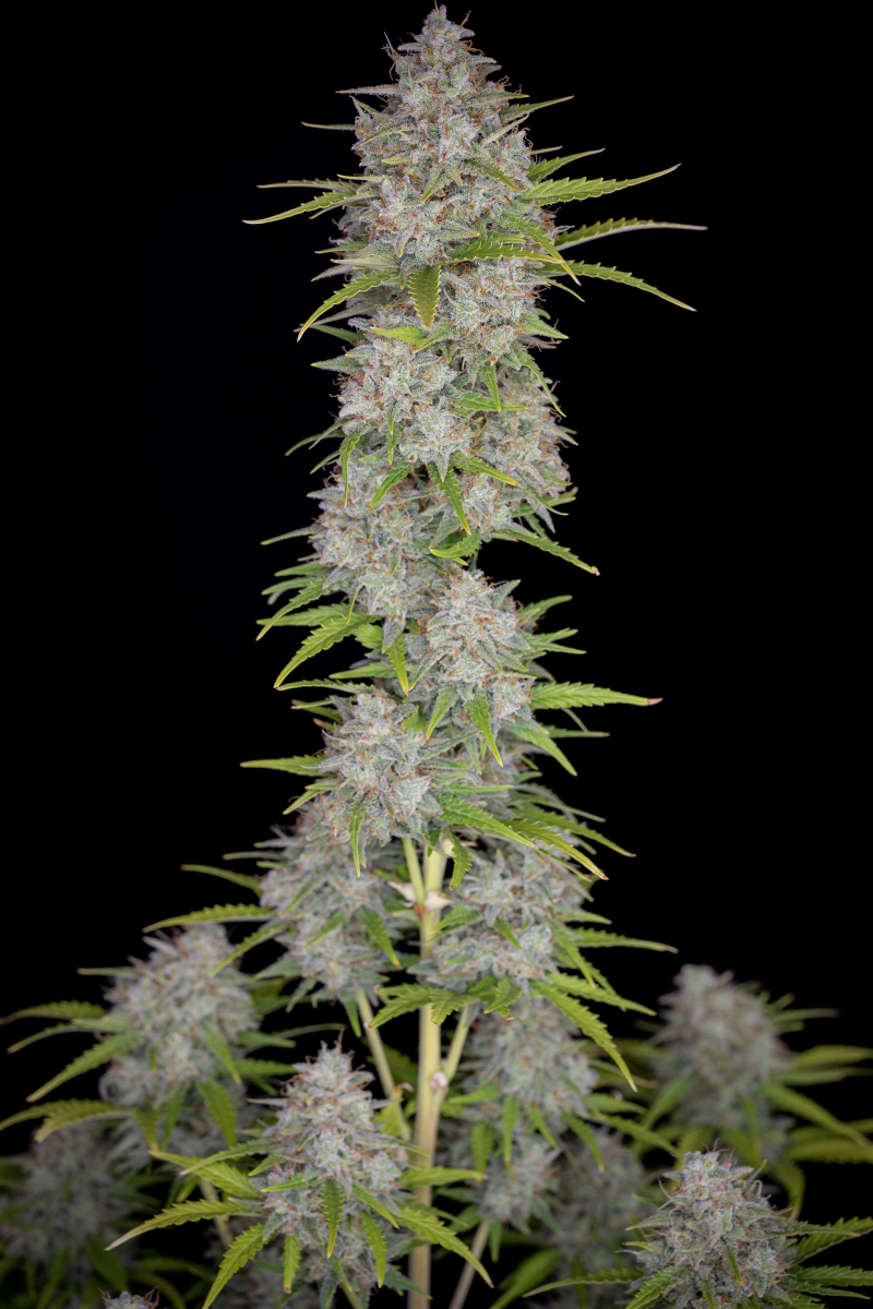 Photo of Orange Sherbet Auto