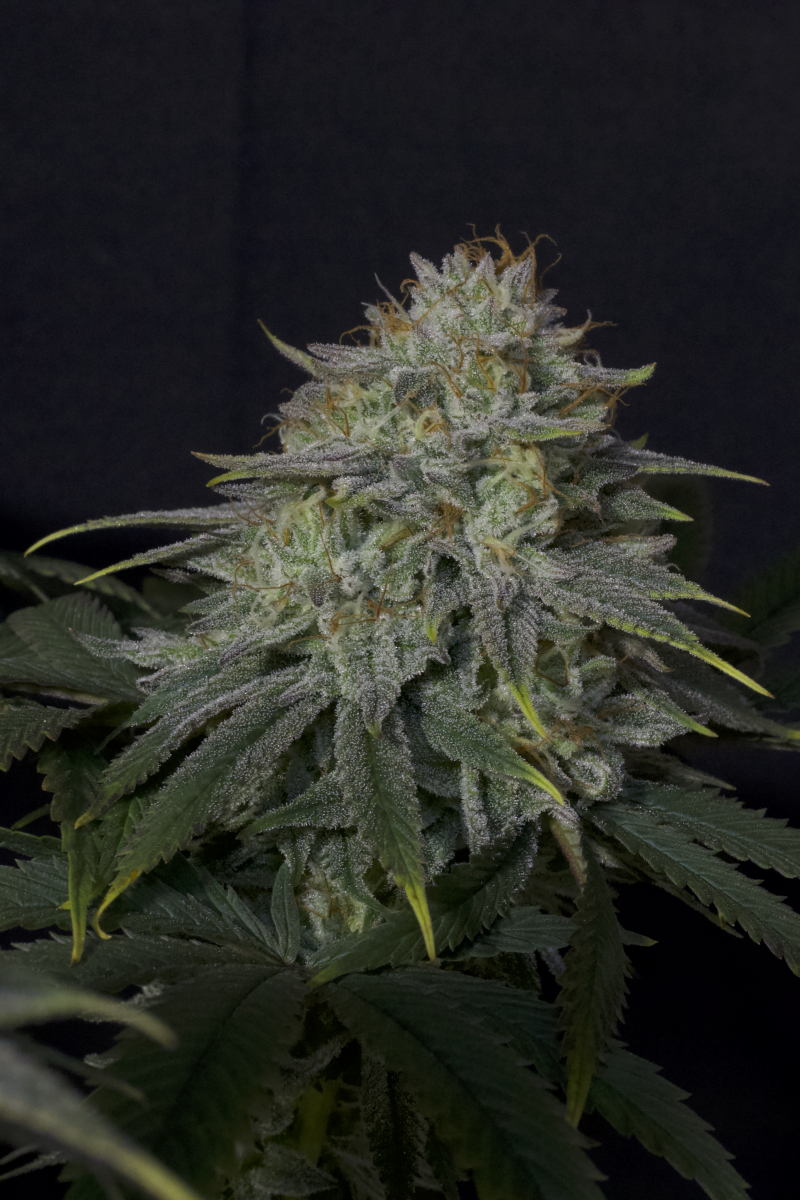 Photo of Gorilla Cookies FF