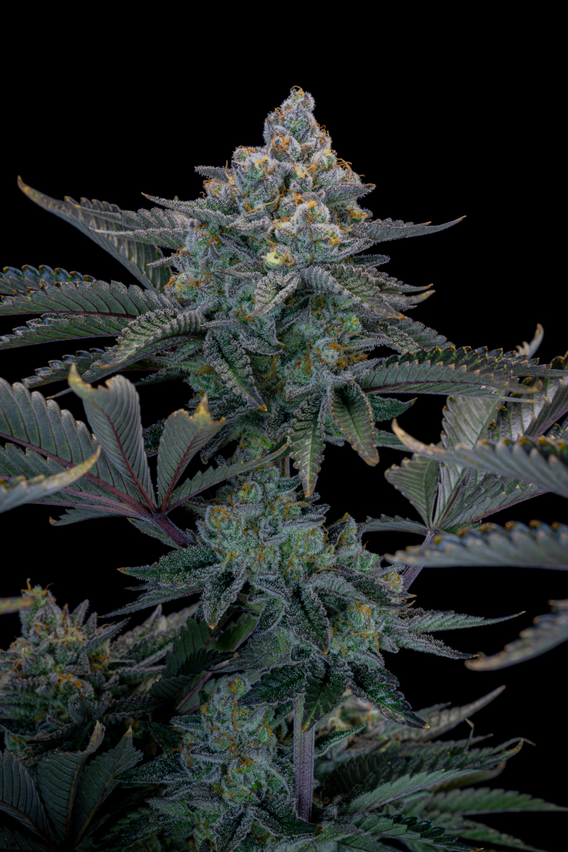 Photo of Gorilla Cookies FF