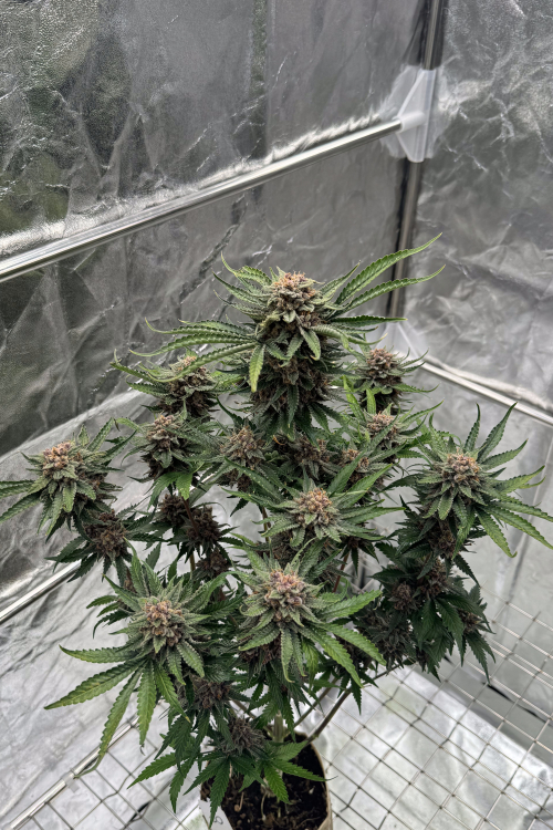 Cherry Cola Auto RF3