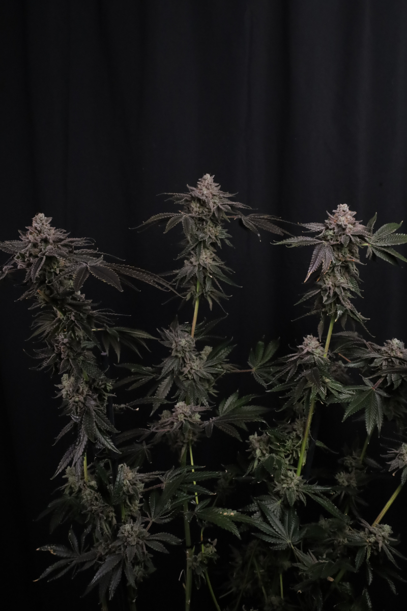 Photo of Z42
