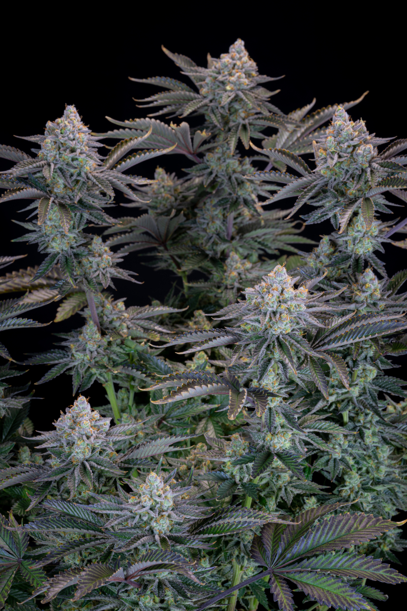 Photo of Gorilla Cookies FF