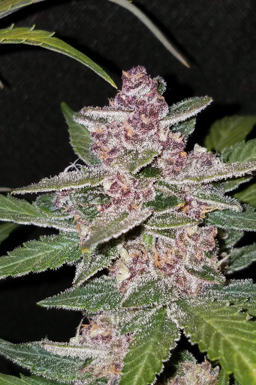 Blackberry Auto