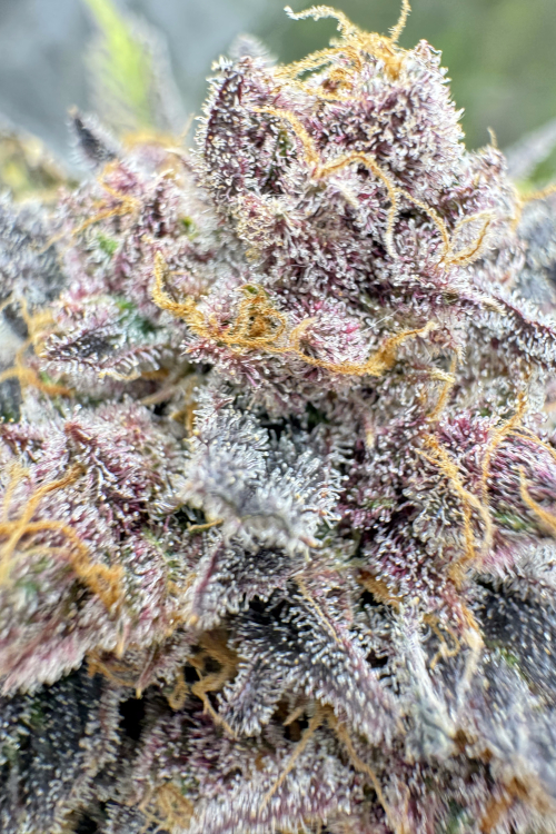 Cherry Cola Auto RF3
