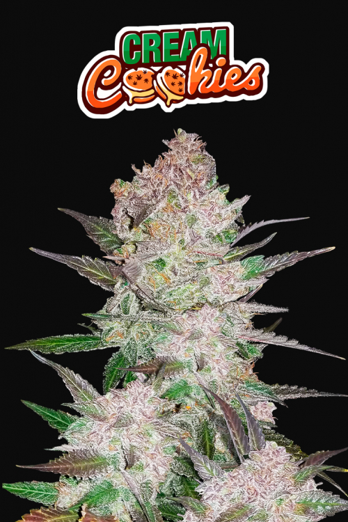 Cream Cookies Auto