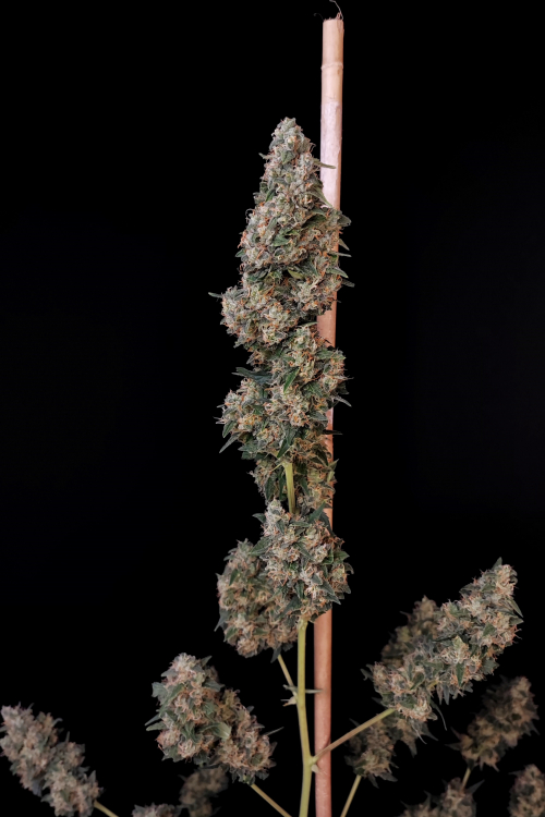 Cheese Auto