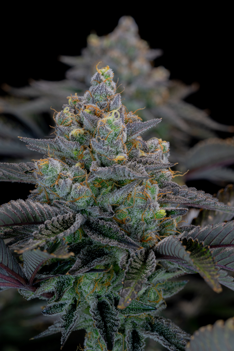 Photo of Gorilla Cookies FF