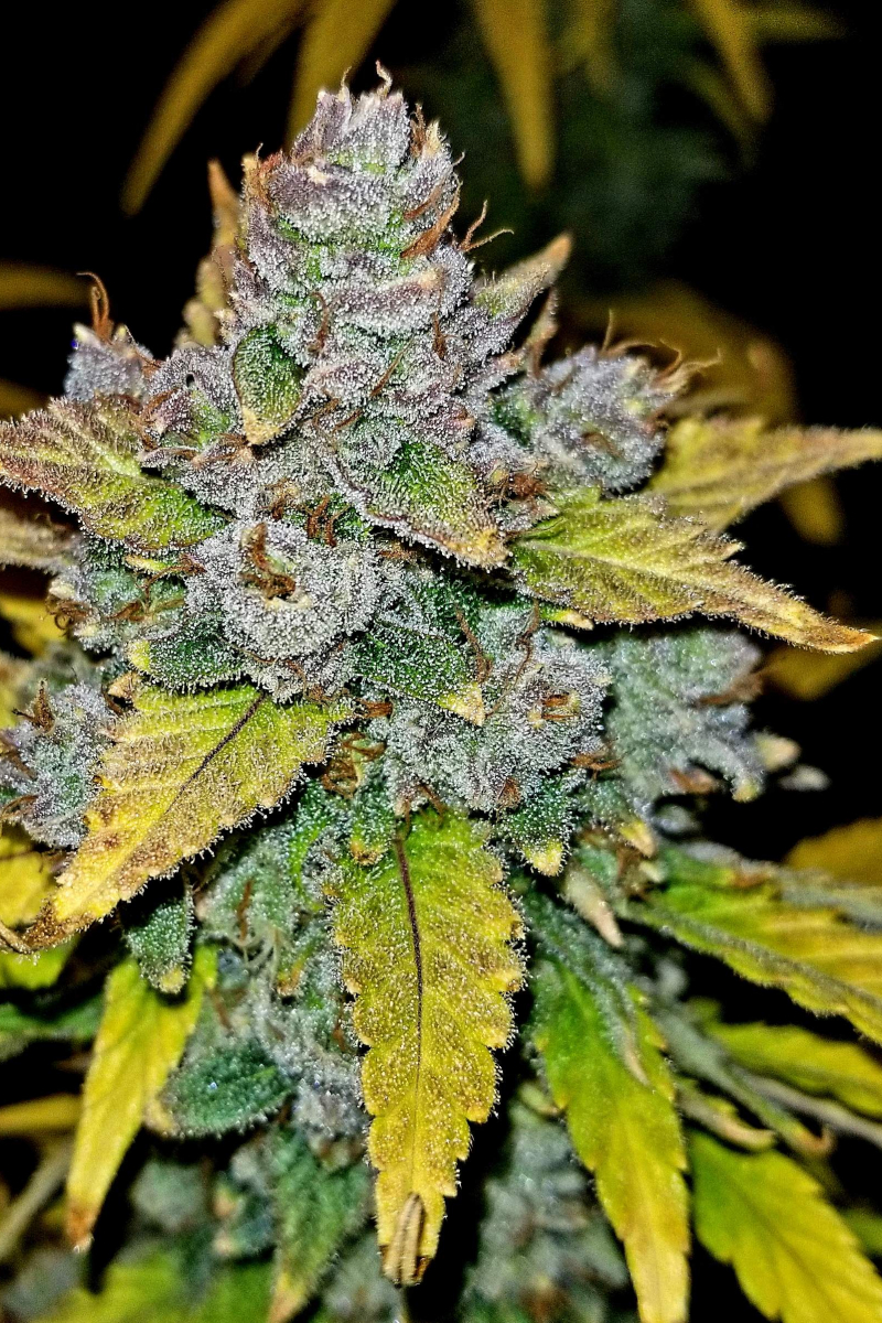 Photo of Blue Dream Auto