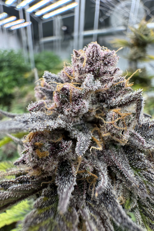 Cherry Cola Auto RF3