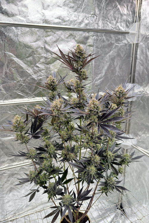 Guava Auto RF3