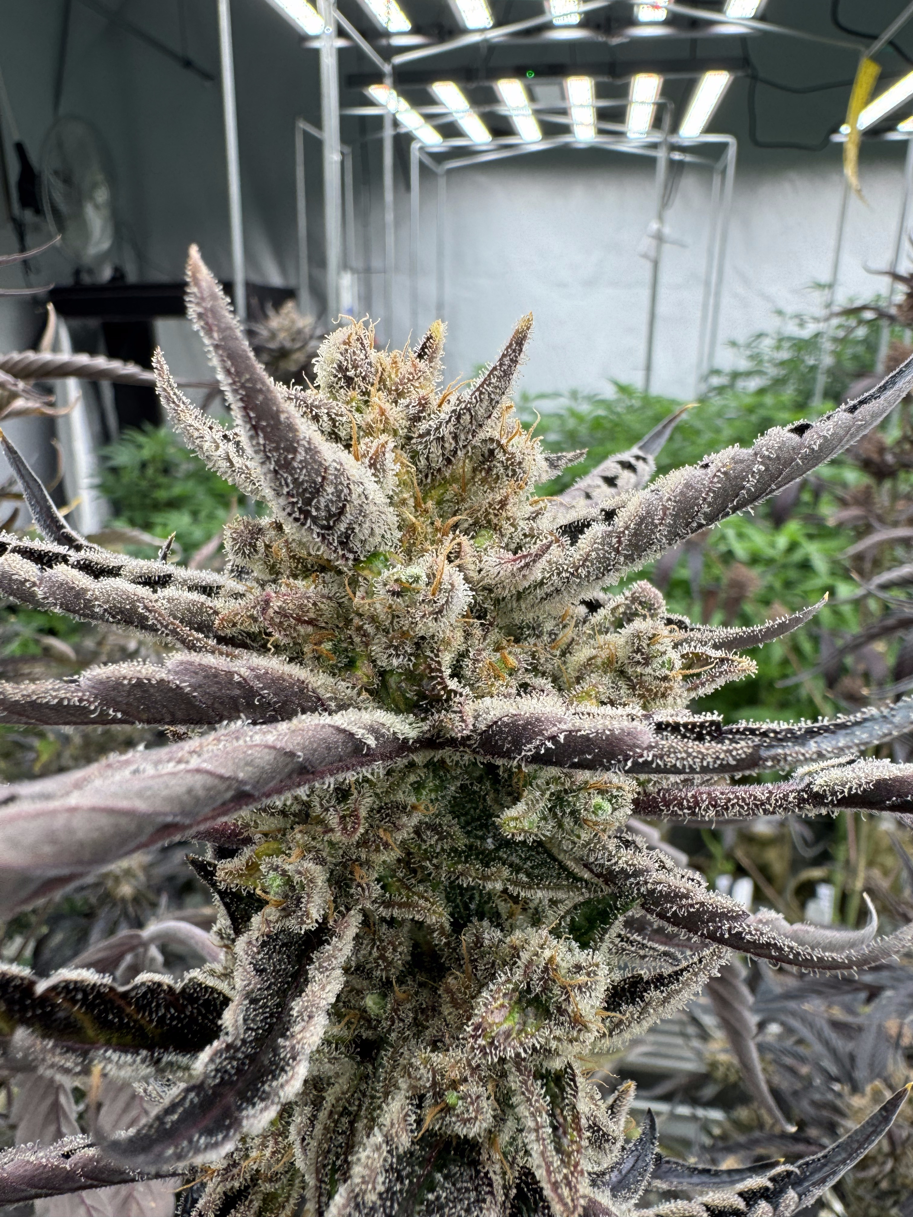 Guava Auto RF3
