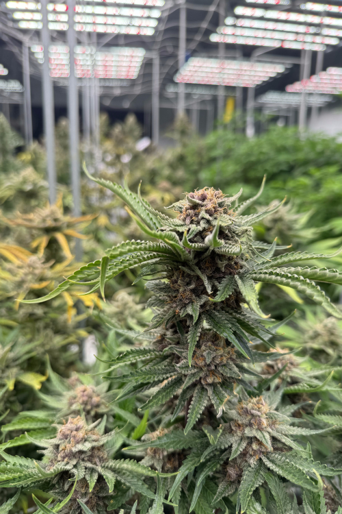Cherry Cola Auto RF3