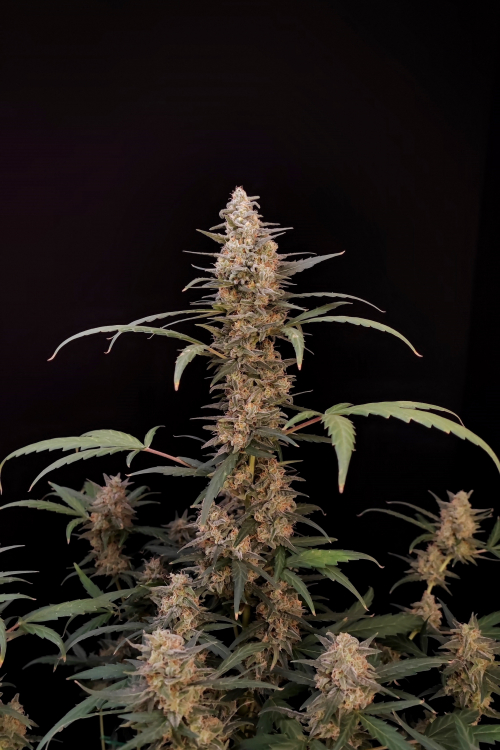 Critical Auto