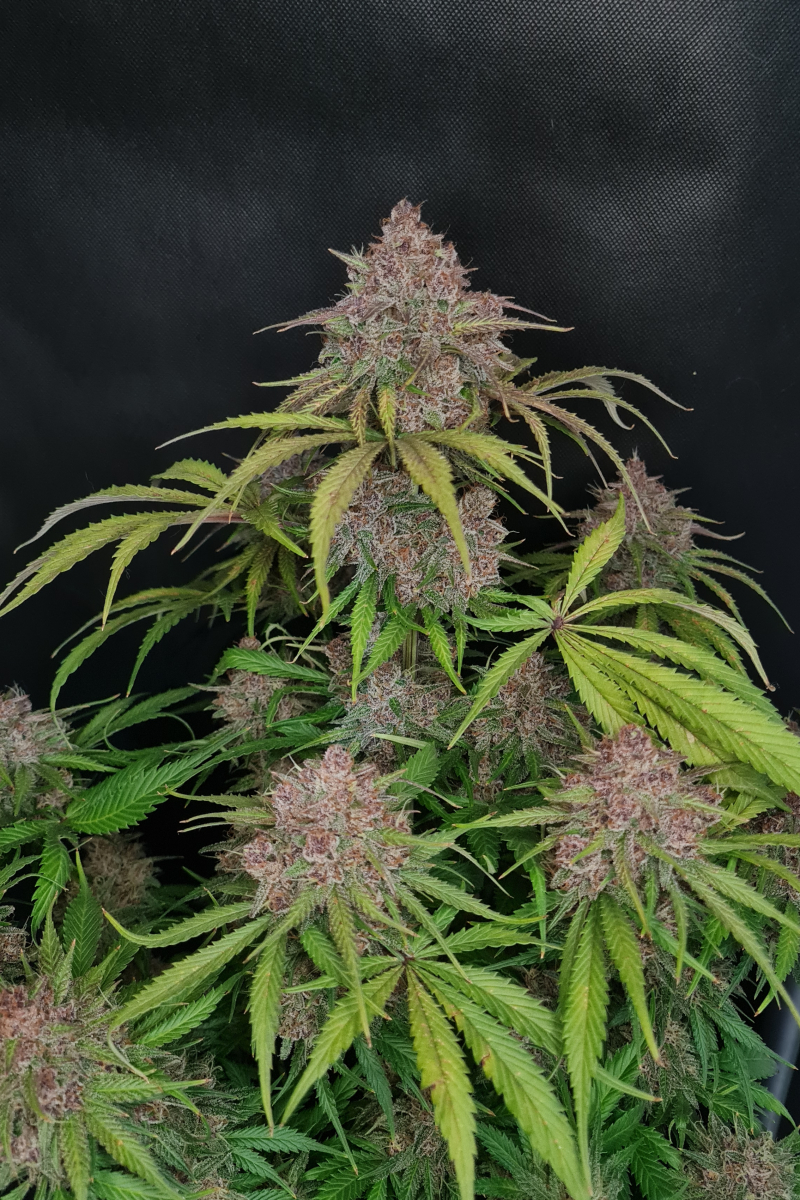 Photo of Gorilla Punch Auto